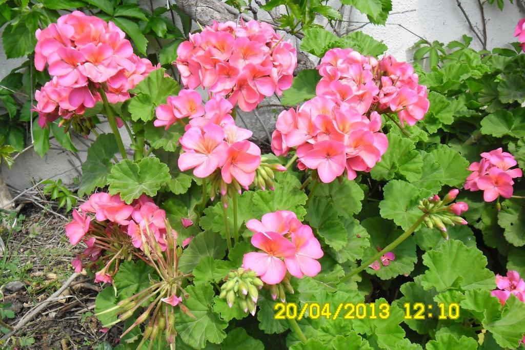 Cesur Pansiyon Hotel Cirali Room photo